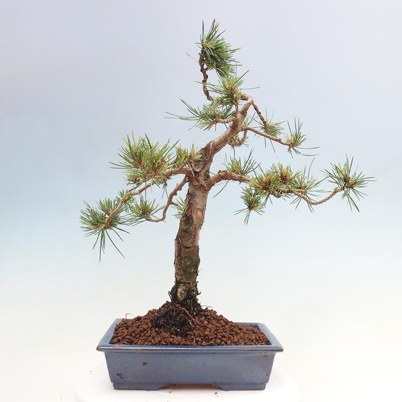 Bonsai im Freien - Pinus Sylvestris - Waldkiefer