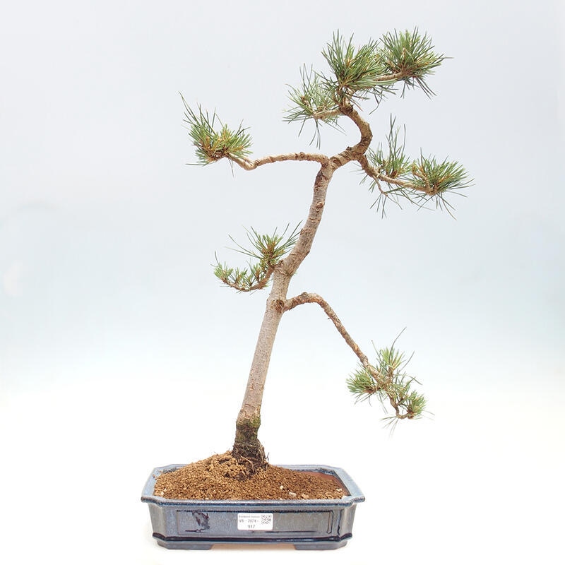 Bonsai im Freien - Pinus Sylvestris - Waldkiefer