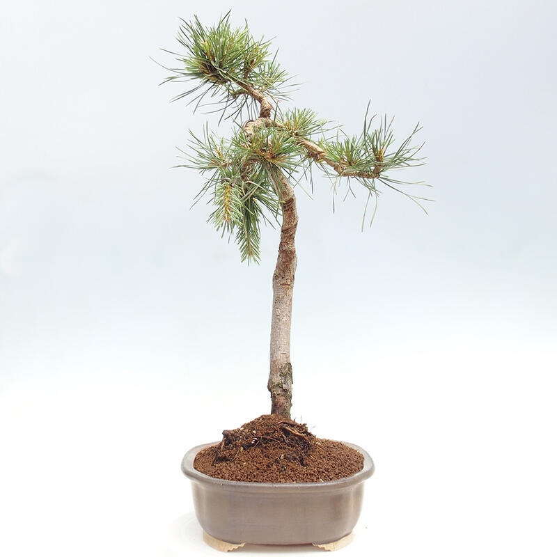 Bonsai im Freien - Pinus Sylvestris - Waldkiefer