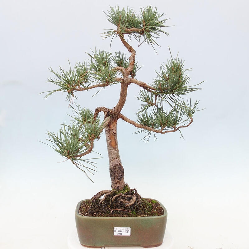 Bonsai im Freien - Pinus Sylvestris - Waldkiefer