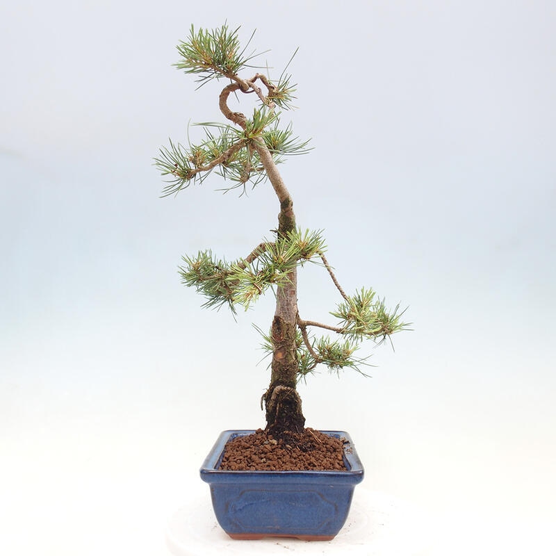 Bonsai im Freien - Pinus Sylvestris - Waldkiefer