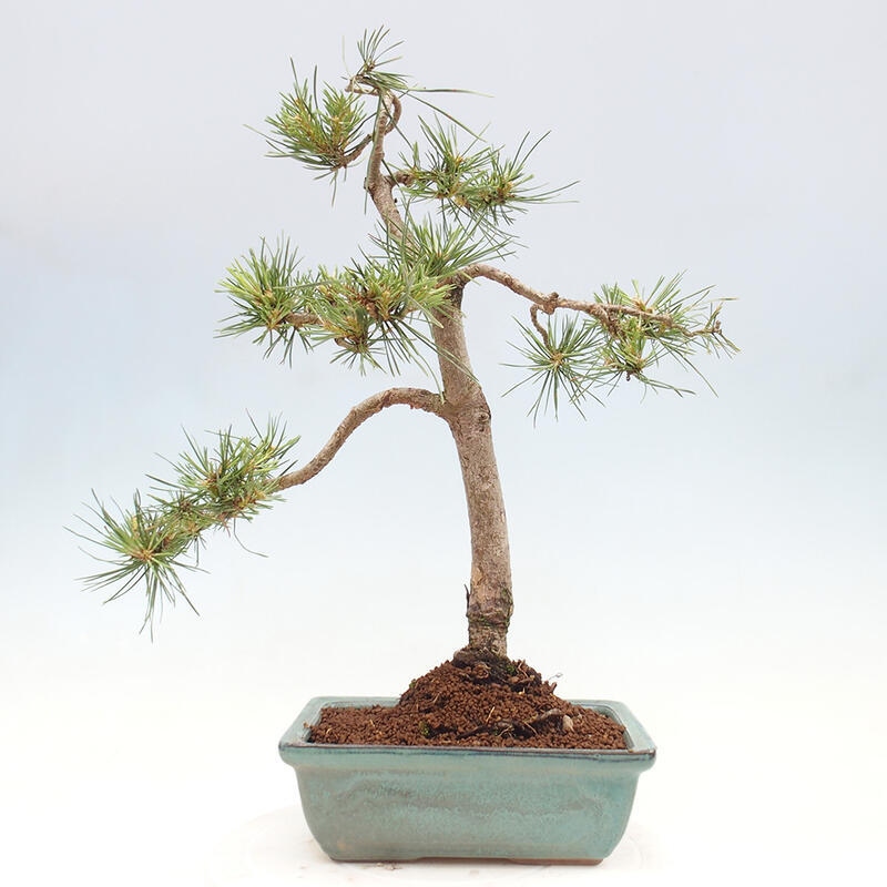 Bonsai im Freien - Pinus Sylvestris - Waldkiefer