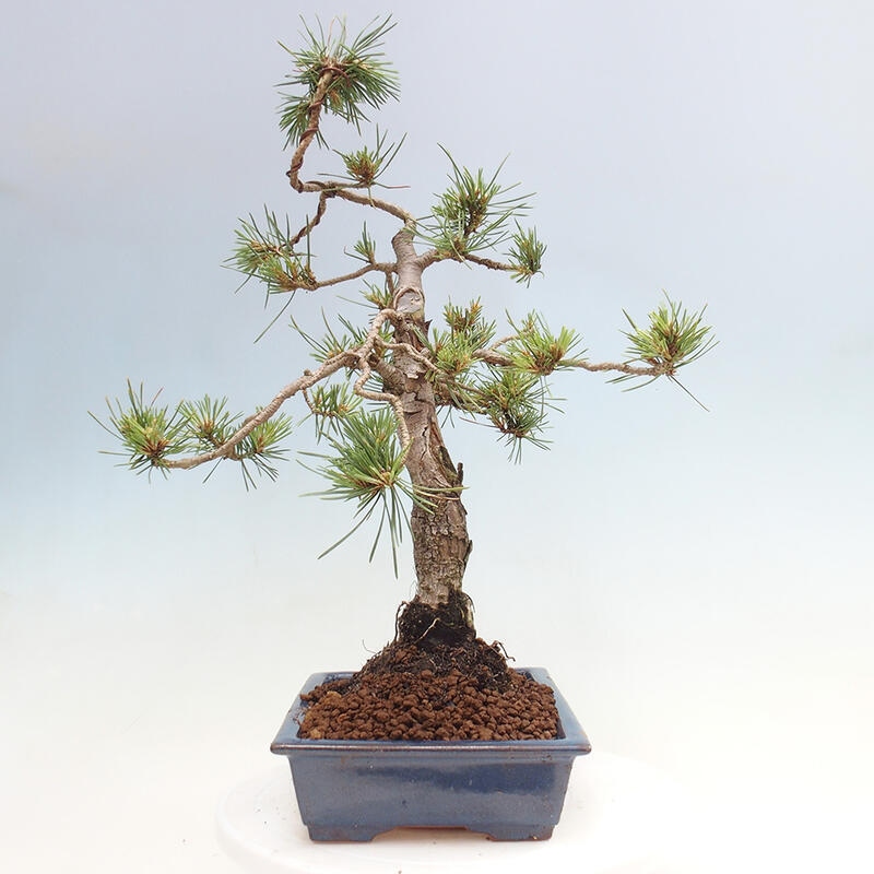 Bonsai im Freien - Pinus Sylvestris - Waldkiefer