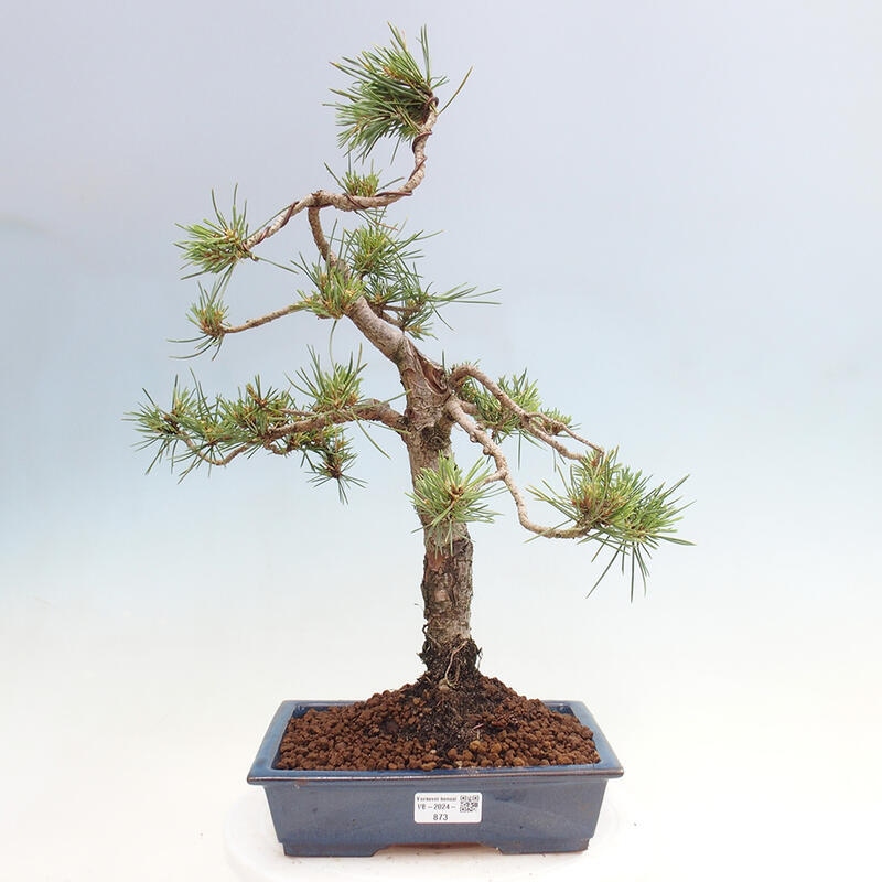 Bonsai im Freien - Pinus Sylvestris - Waldkiefer