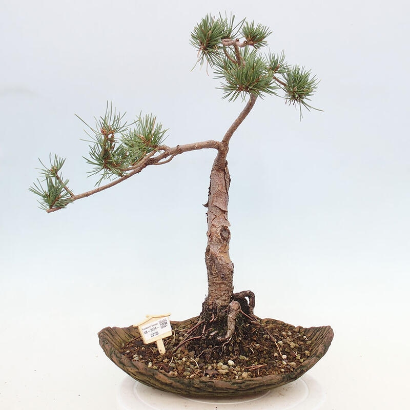 Bonsai im Freien - Pinus Sylvestris - Waldkiefer