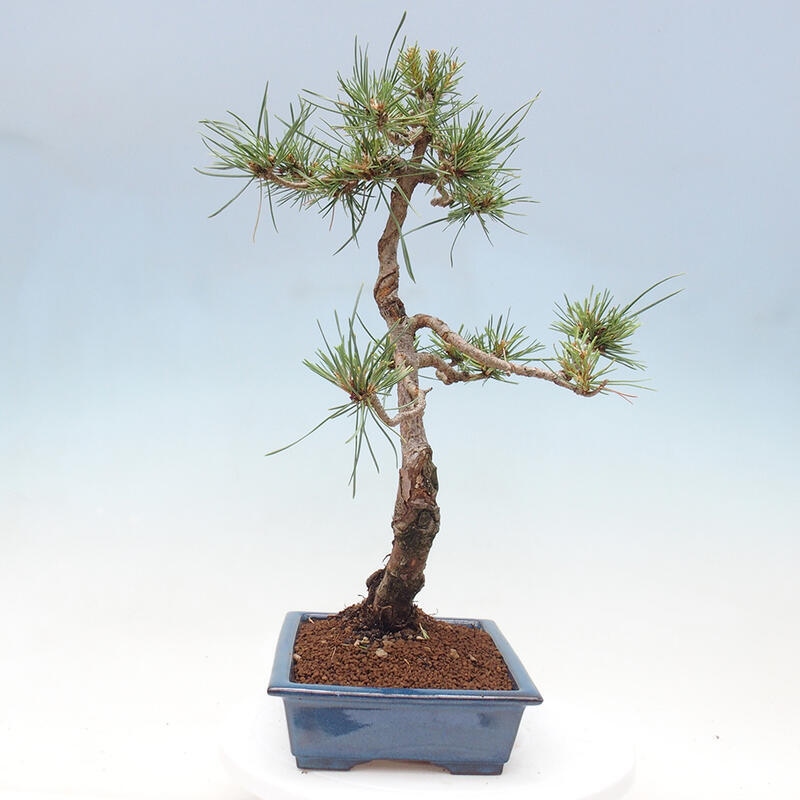 Bonsai im Freien - Pinus Sylvestris - Waldkiefer