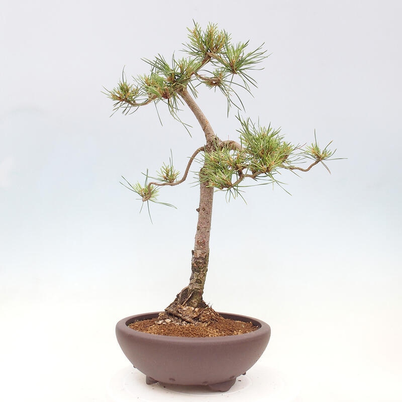 Bonsai im Freien - Pinus Sylvestris - Waldkiefer