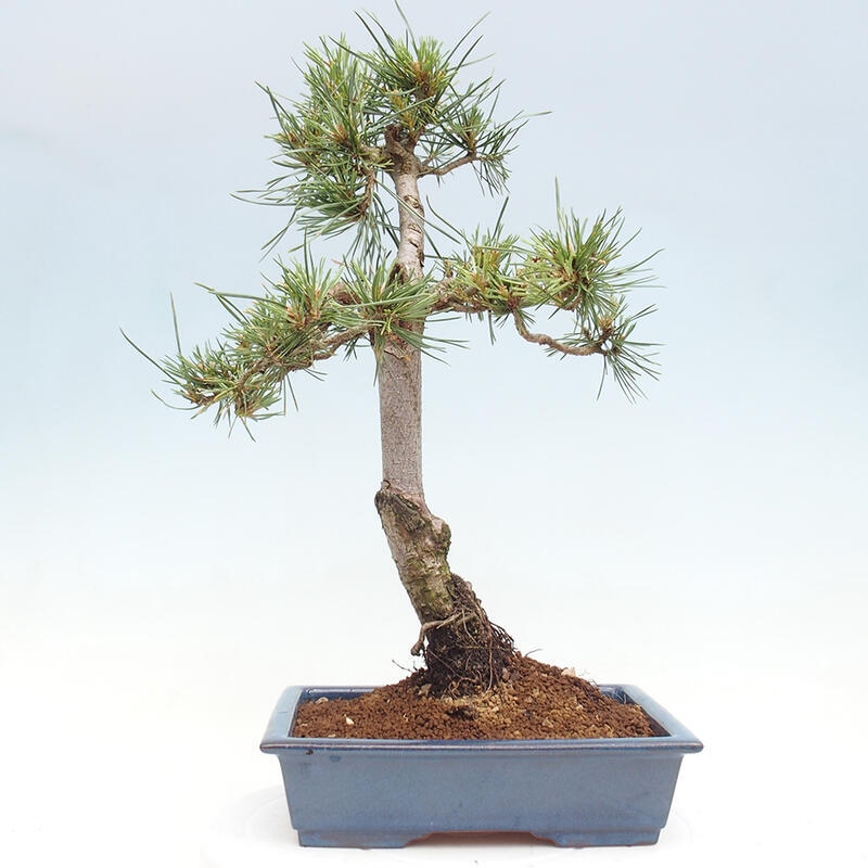 Bonsai im Freien - Pinus Sylvestris - Waldkiefer