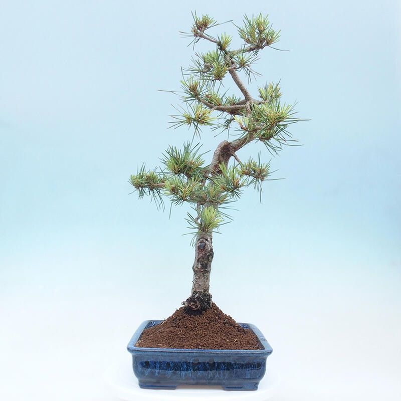 Bonsai im Freien - Pinus Sylvestris - Waldkiefer