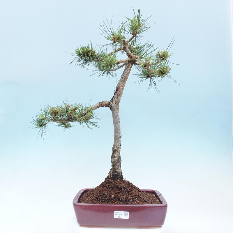 Bonsai im Freien - Pinus Sylvestris - Waldkiefer