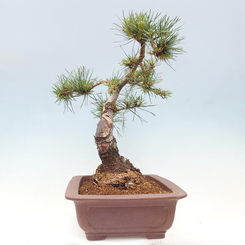 Bonsai im Freien - Pinus Sylvestris - Waldkiefer