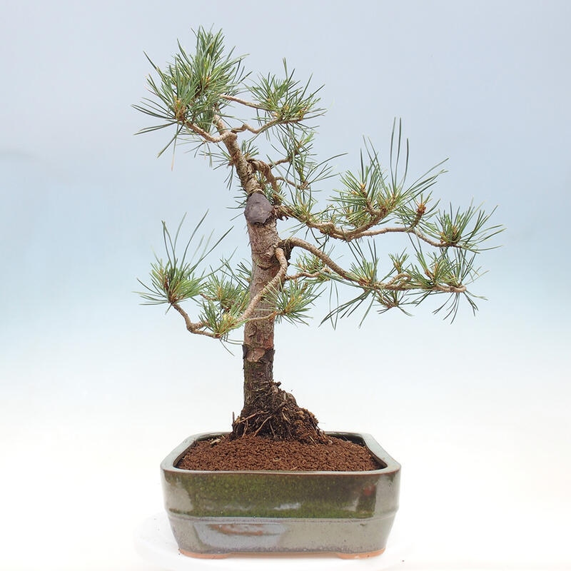 Bonsai im Freien - Pinus Sylvestris - Waldkiefer