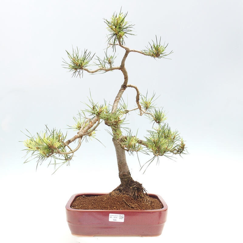 Bonsai im Freien - Pinus Sylvestris - Waldkiefer