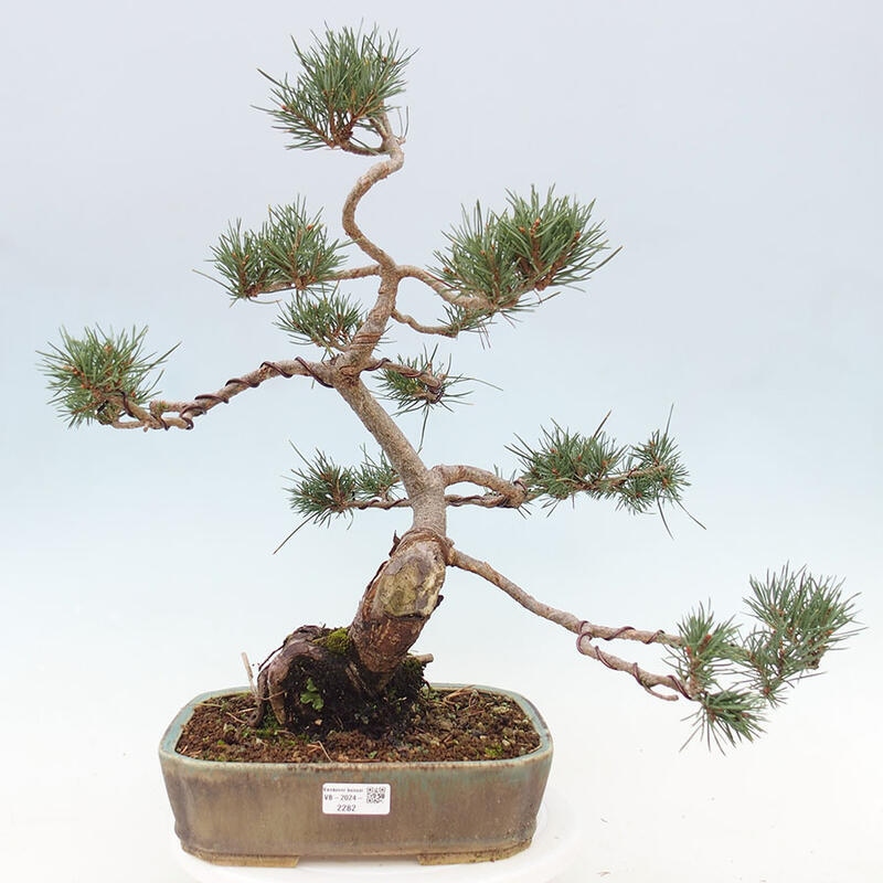 Bonsai im Freien - Pinus Sylvestris - Waldkiefer