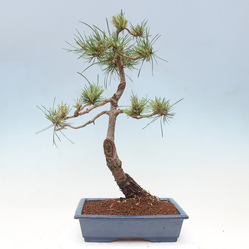 Bonsai im Freien - Pinus Sylvestris - Waldkiefer