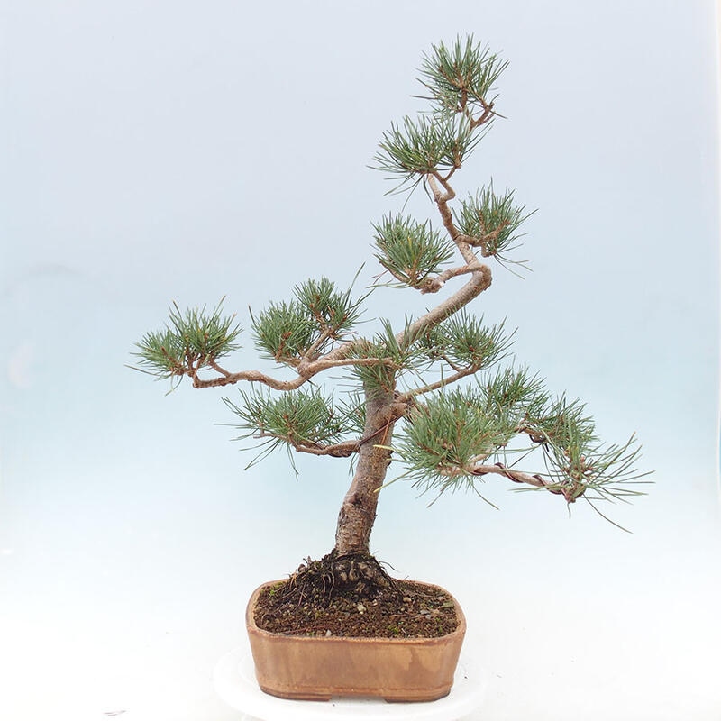 Bonsai im Freien - Pinus Sylvestris - Waldkiefer