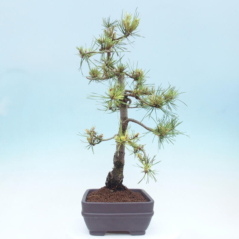 Bonsai im Freien - Pinus Sylvestris - Waldkiefer