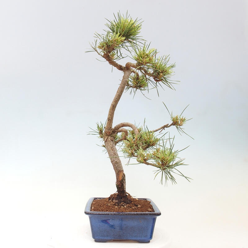 Bonsai im Freien - Pinus Sylvestris - Waldkiefer