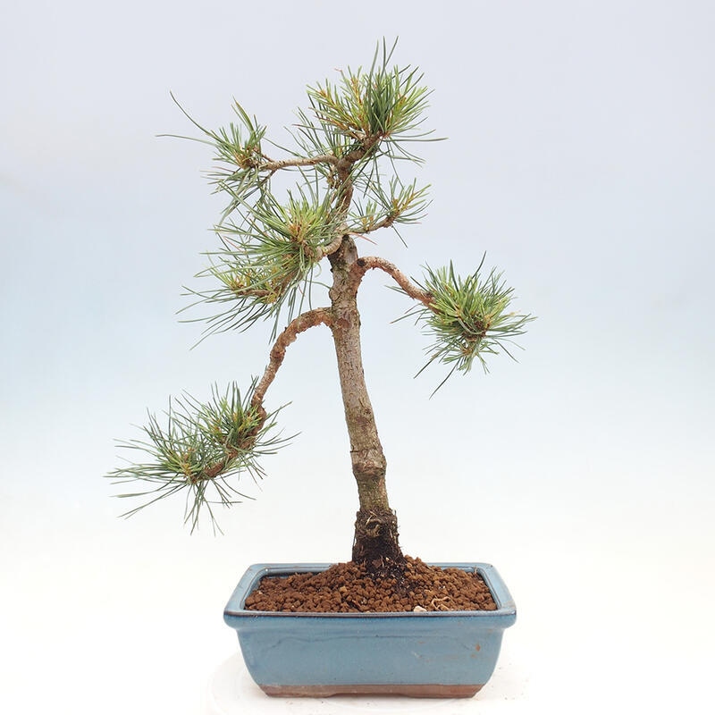 Bonsai im Freien - Pinus Sylvestris - Waldkiefer