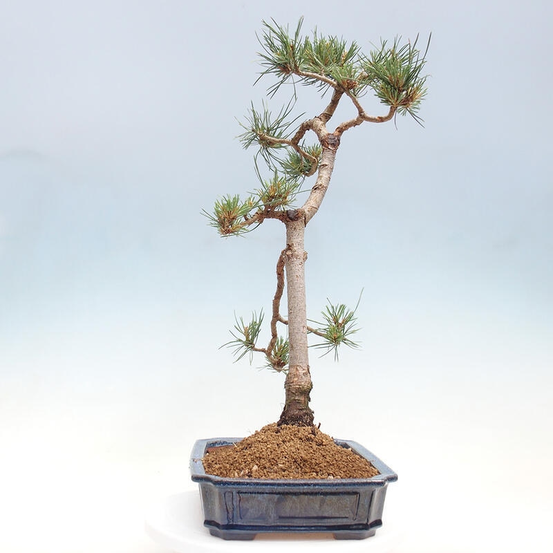 Bonsai im Freien - Pinus Sylvestris - Waldkiefer