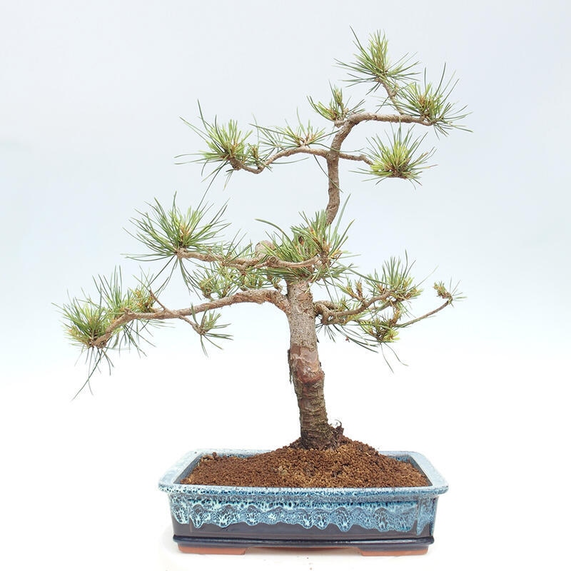 Bonsai im Freien - Pinus Sylvestris - Waldkiefer