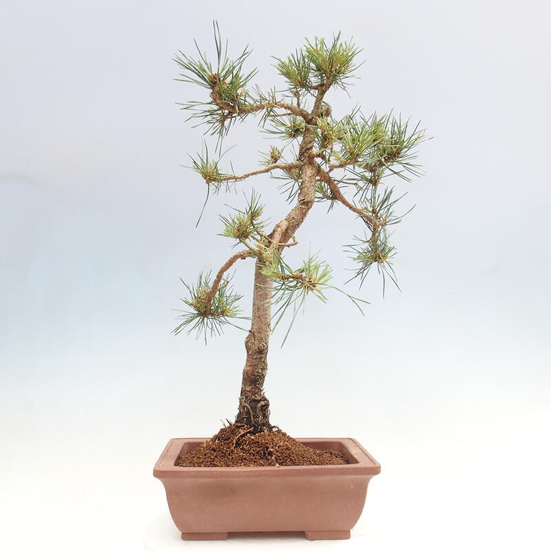 Bonsai im Freien - Pinus Sylvestris - Waldkiefer