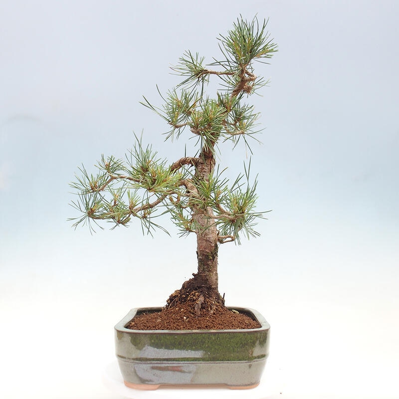 Bonsai im Freien - Pinus Sylvestris - Waldkiefer