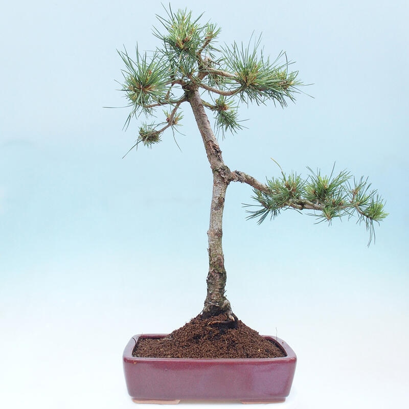 Bonsai im Freien - Pinus Sylvestris - Waldkiefer