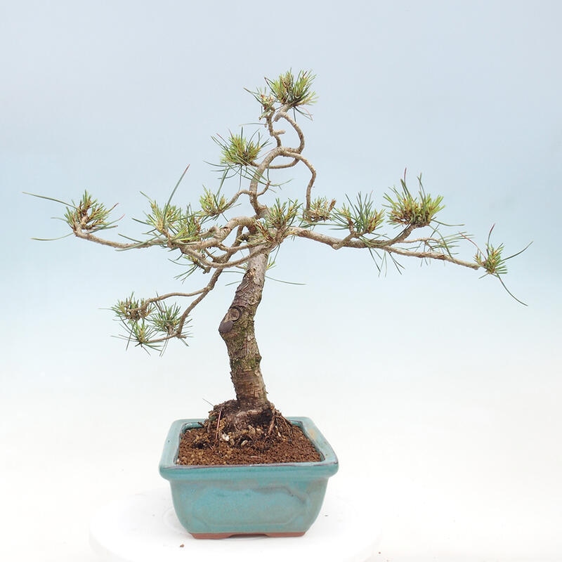 Bonsai im Freien - Pinus Sylvestris - Waldkiefer