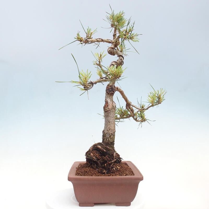 Bonsai im Freien - Pinus Sylvestris - Waldkiefer