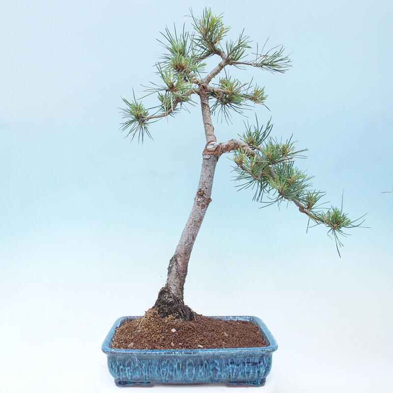 Bonsai im Freien - Pinus Sylvestris - Waldkiefer