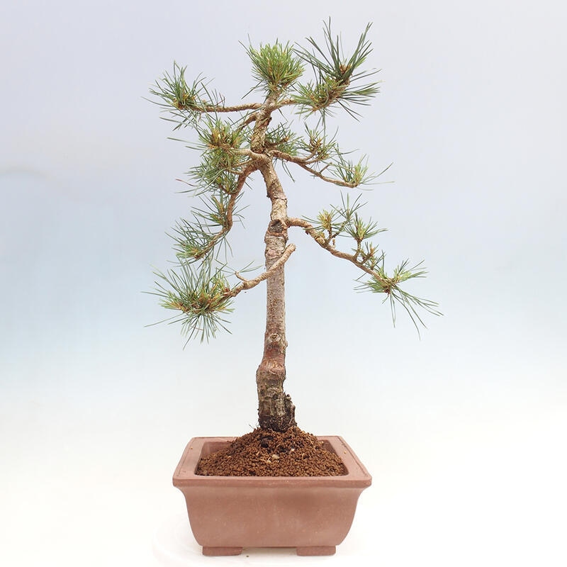 Bonsai im Freien - Pinus Sylvestris - Waldkiefer