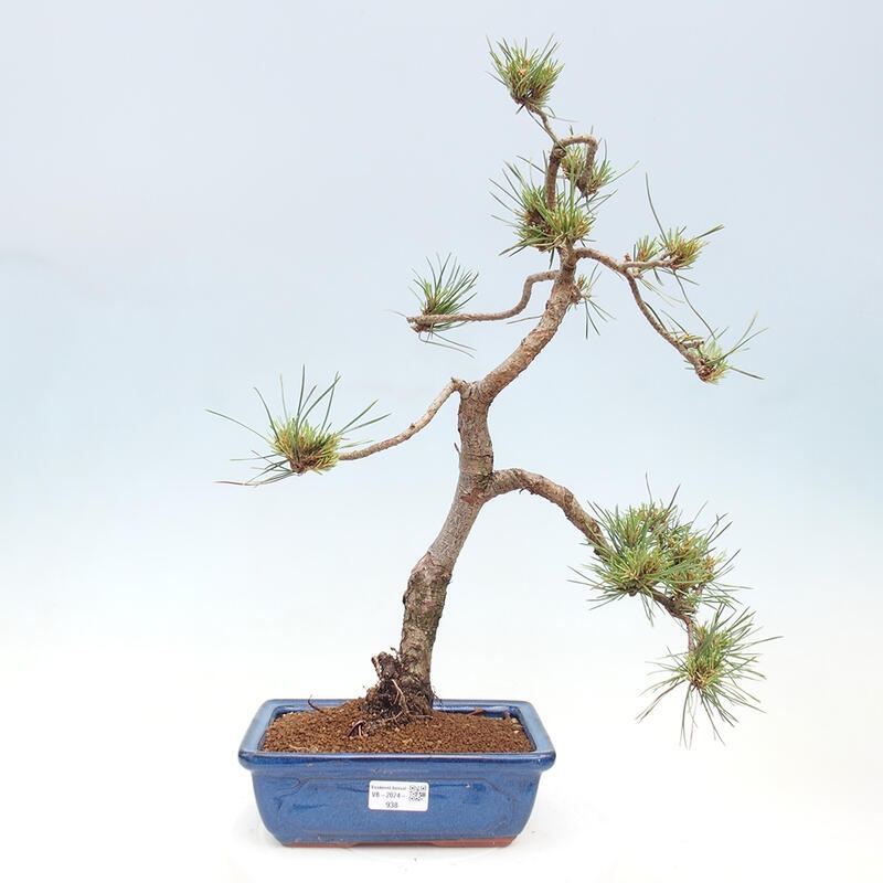 Bonsai im Freien - Pinus Sylvestris - Waldkiefer