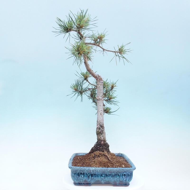 Bonsai im Freien - Pinus Sylvestris - Waldkiefer