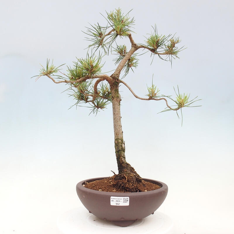 Bonsai im Freien - Pinus Sylvestris - Waldkiefer