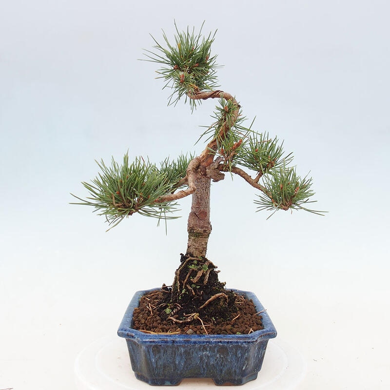 Bonsai im Freien - Pinus Sylvestris - Waldkiefer