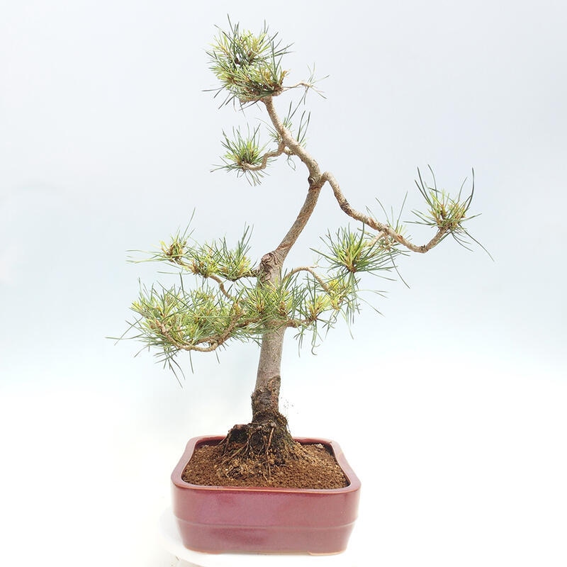 Bonsai im Freien - Pinus Sylvestris - Waldkiefer