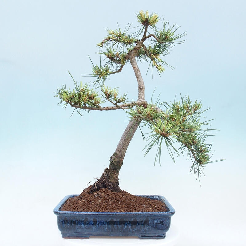 Bonsai im Freien - Pinus Sylvestris - Waldkiefer