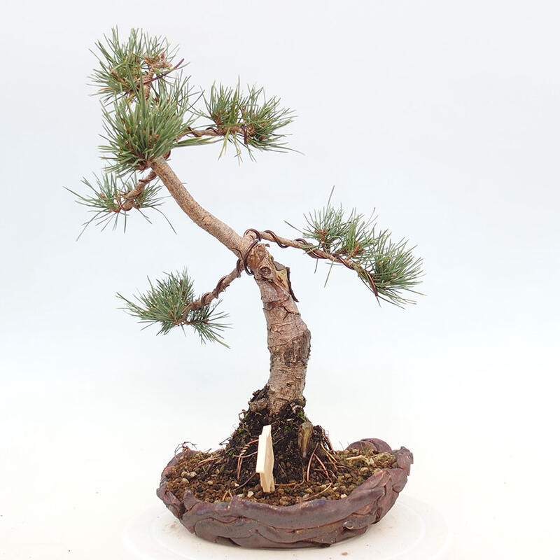 Bonsai im Freien - Pinus Sylvestris - Waldkiefer