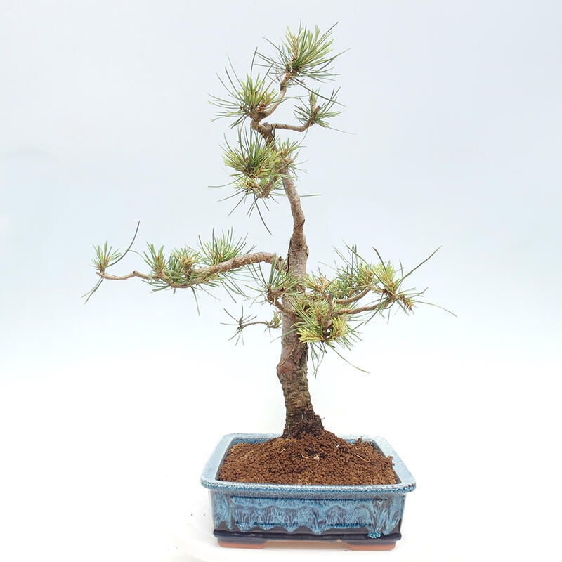 Bonsai im Freien - Pinus Sylvestris - Waldkiefer