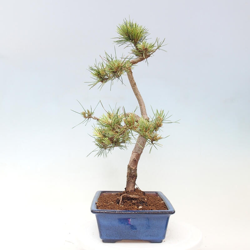 Bonsai im Freien - Pinus Sylvestris - Waldkiefer