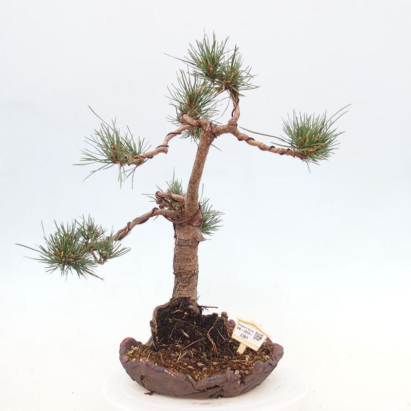 Bonsai im Freien - Pinus Sylvestris - Waldkiefer