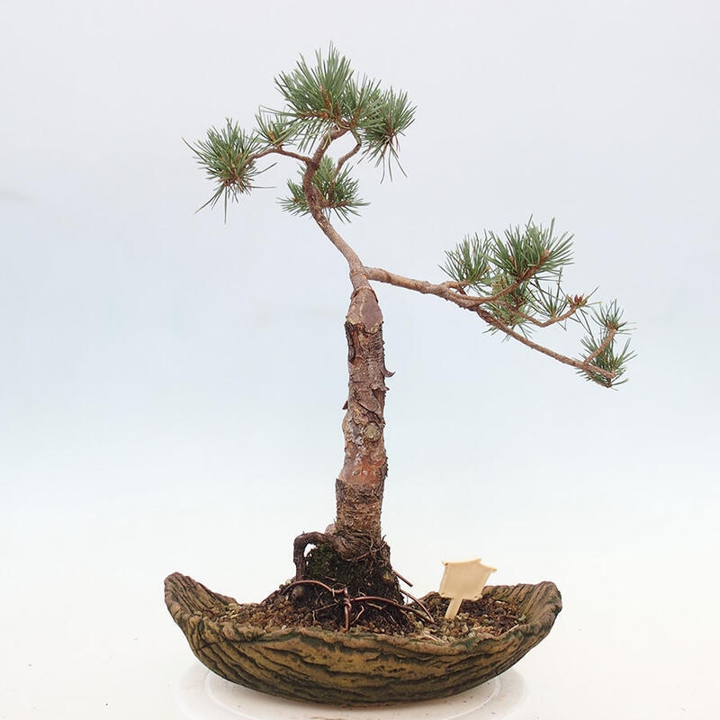 Bonsai im Freien - Pinus Sylvestris - Waldkiefer