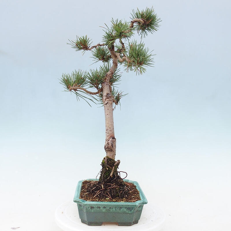 Bonsai im Freien - Pinus Sylvestris - Waldkiefer