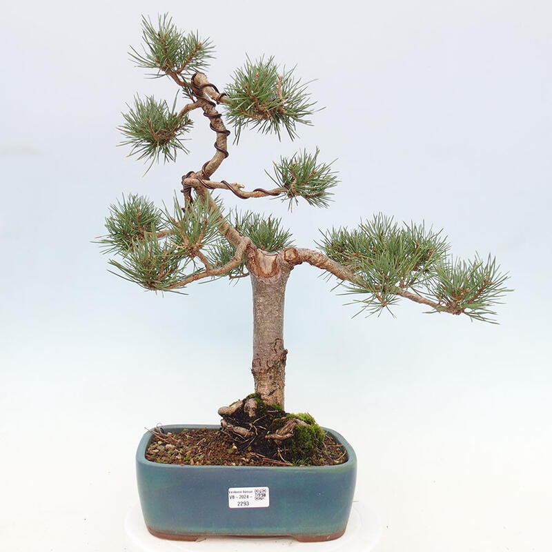 Bonsai im Freien - Pinus Sylvestris - Waldkiefer