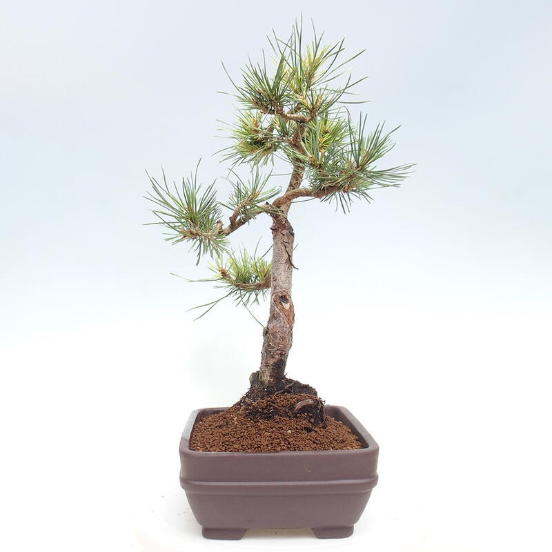 Bonsai im Freien - Pinus Sylvestris - Waldkiefer