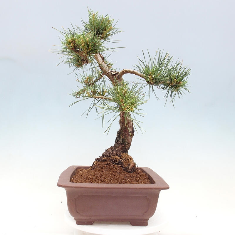 Bonsai im Freien - Pinus Sylvestris - Waldkiefer