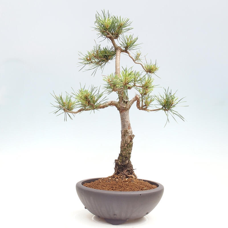 Bonsai im Freien - Pinus Sylvestris - Waldkiefer