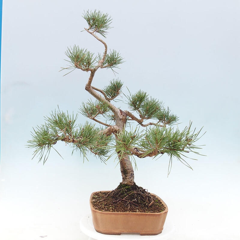 Bonsai im Freien - Pinus Sylvestris - Waldkiefer