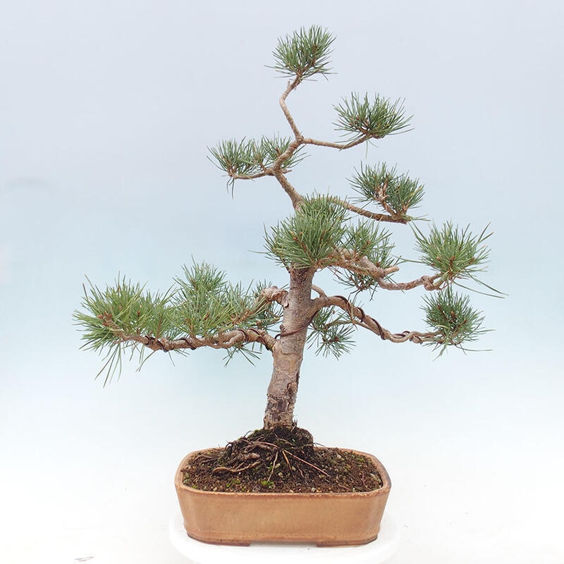 Bonsai im Freien - Pinus Sylvestris - Waldkiefer